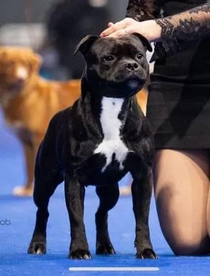 CH. Staffordshire bull terrier Bilquis Goddess Diabhal Bilquis Goddess Diabhal