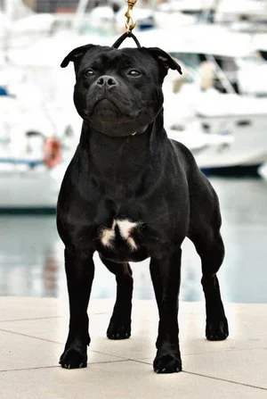 Luis Staffordshire bull terrier maschio